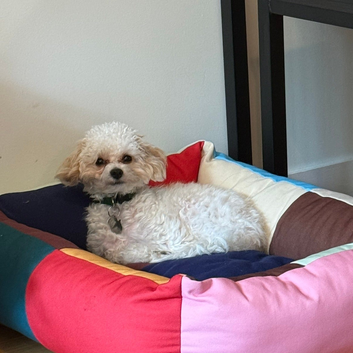 🐶ridiculous things we’ve bought for mouse