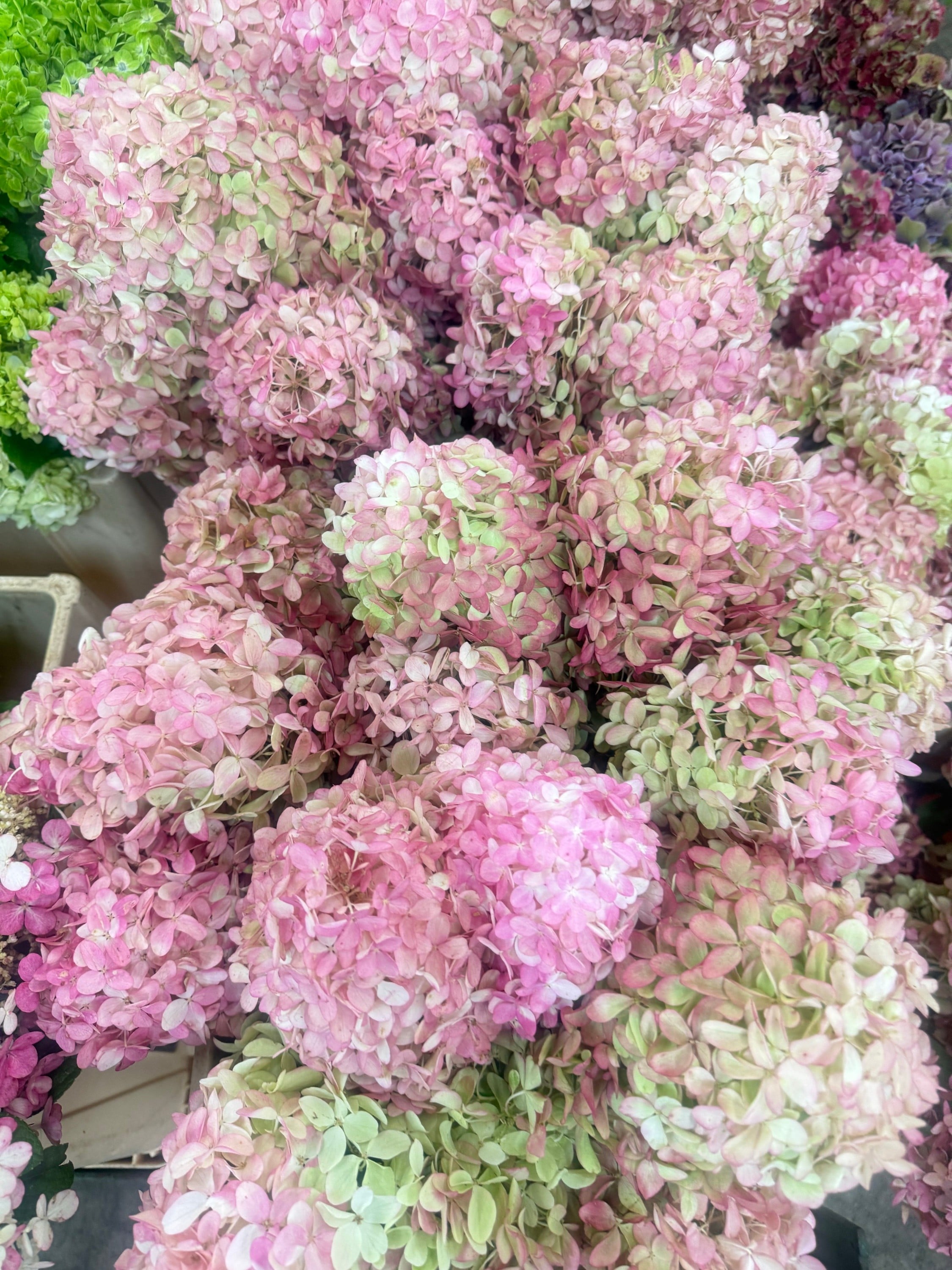 panicled hydrangea