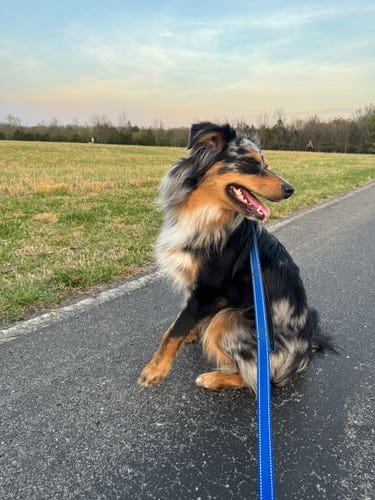 Mini Aussie