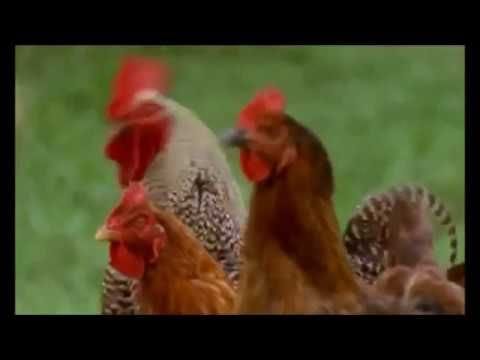 The Natural History of Chickens