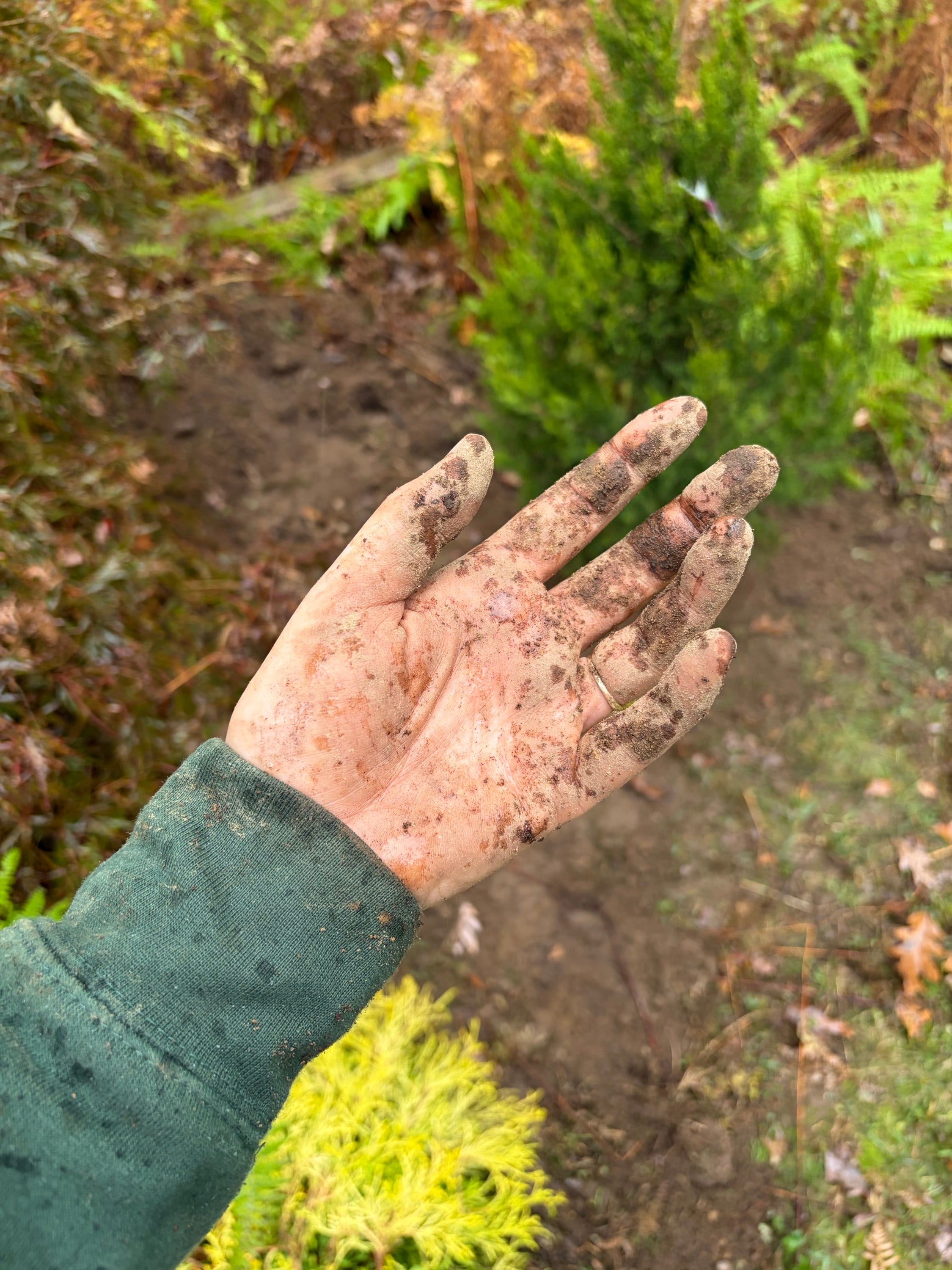 Fall Planting