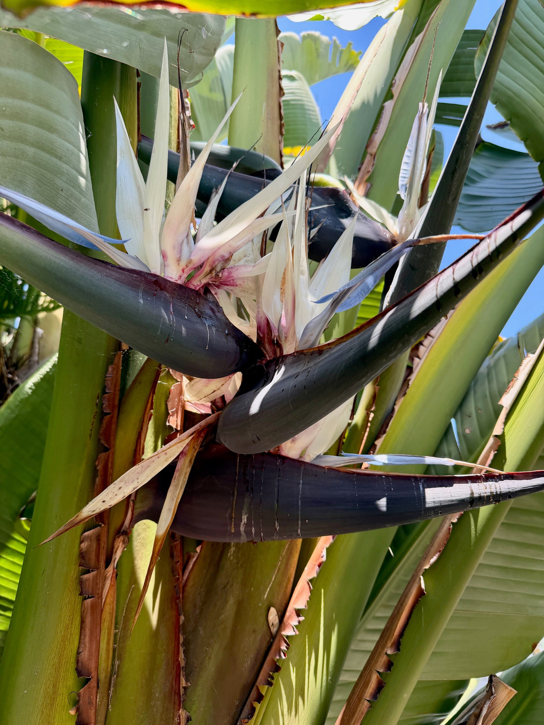 Giant Bird of Paradise Flower