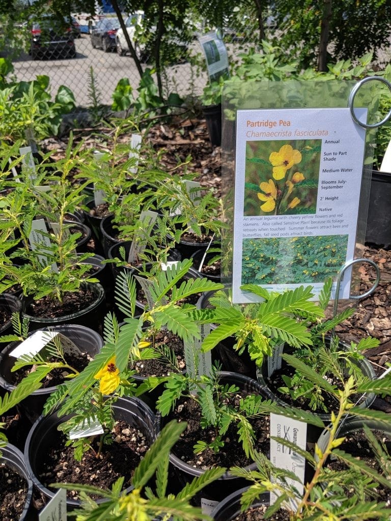 Lowlands Nursery