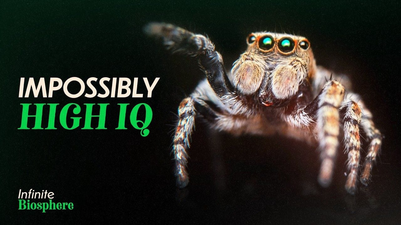 Jumping Spiders Will Cure Your Arachnophobia 