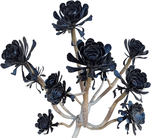 Black rose succulents