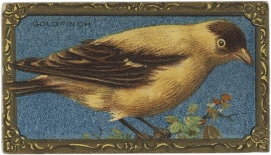 American Goldfinch
