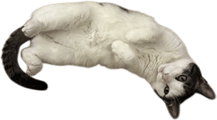 Politely asking your cat to do chores around the house