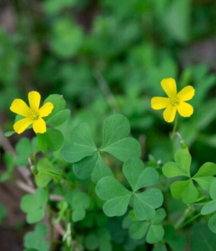 Yellow Woodsorrel (Oxalis Stricta) Seeds Exploding