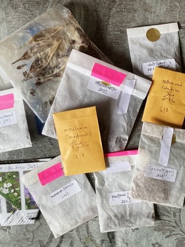 saving seeds