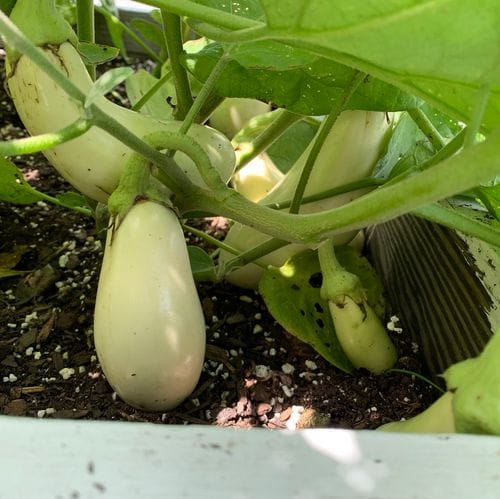 Sweet Victory Garden