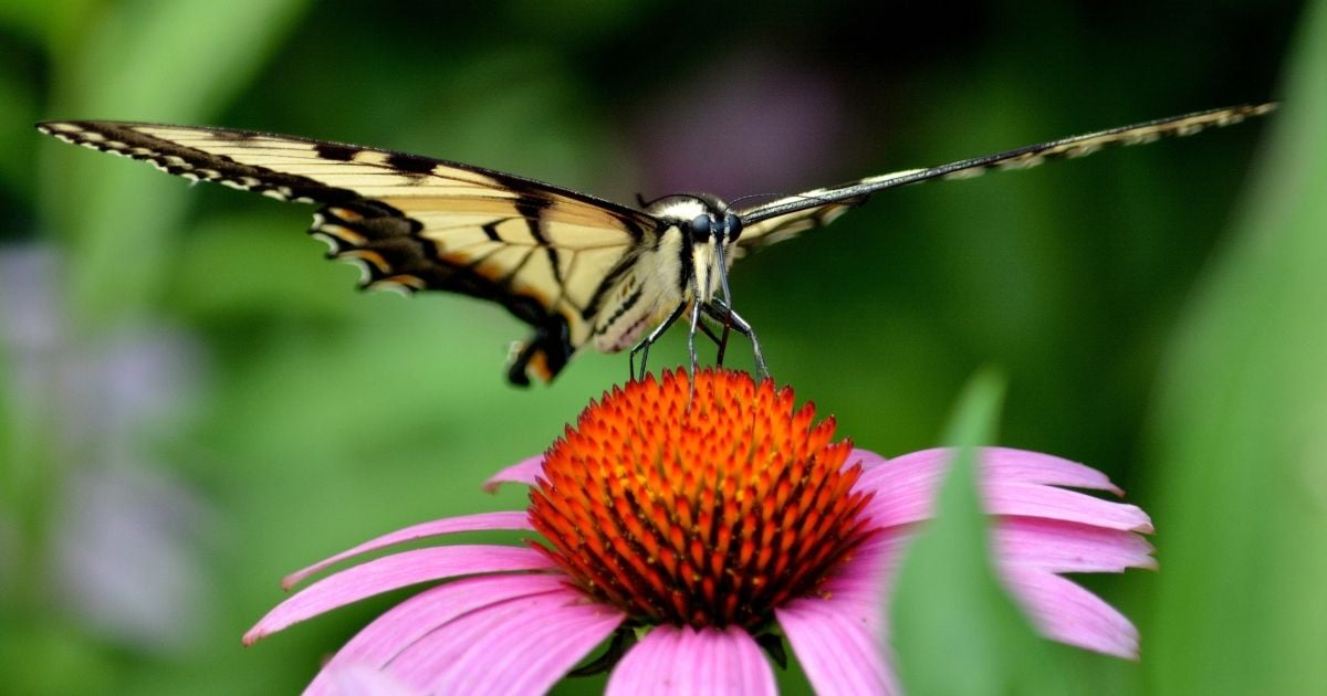 Planting a pollinator garden