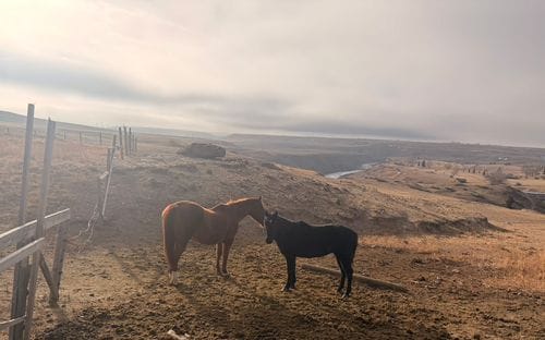 horses 🐎