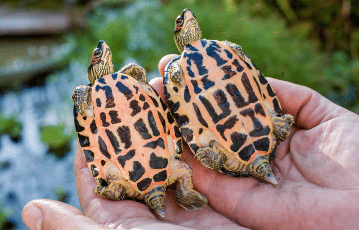 Ojai Turtle Conservancy