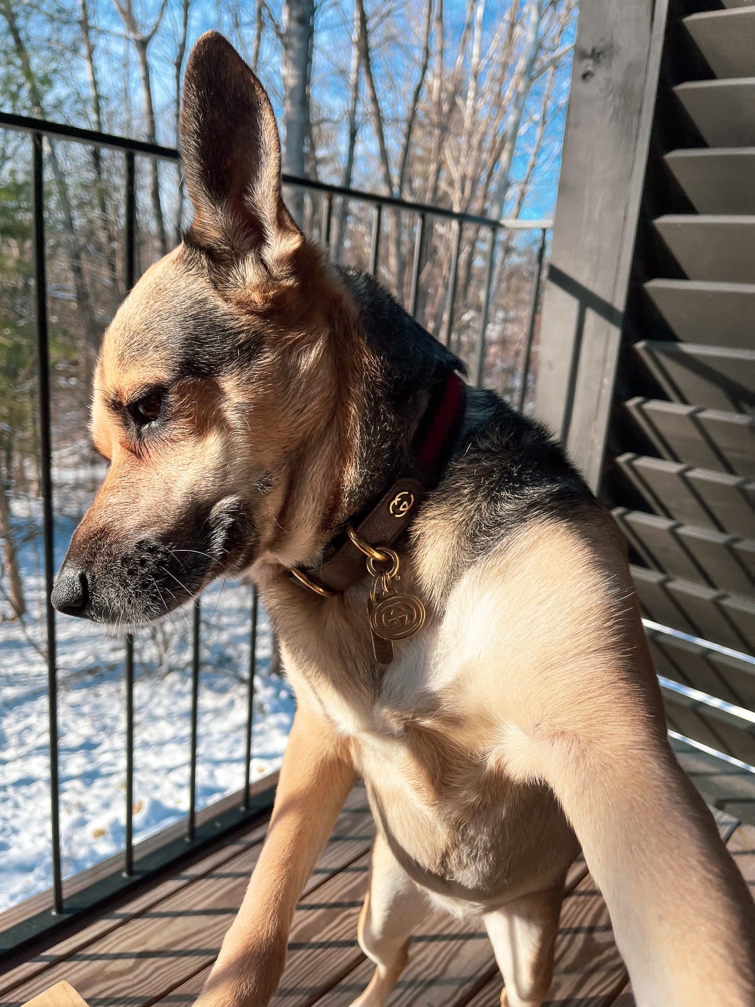 Gucci Dog Collar