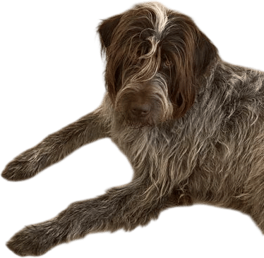 wirehaired pointing griffon