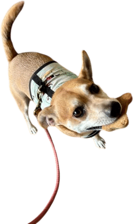 help your dog bury the bone