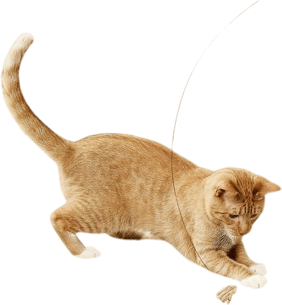 Cat Dancer Original Cat Toy