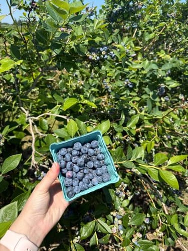 Patty's Berries and Bunches