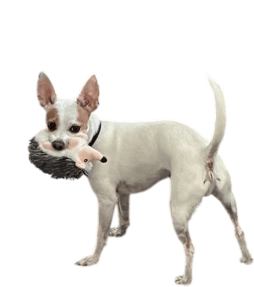 Dogs who like toys