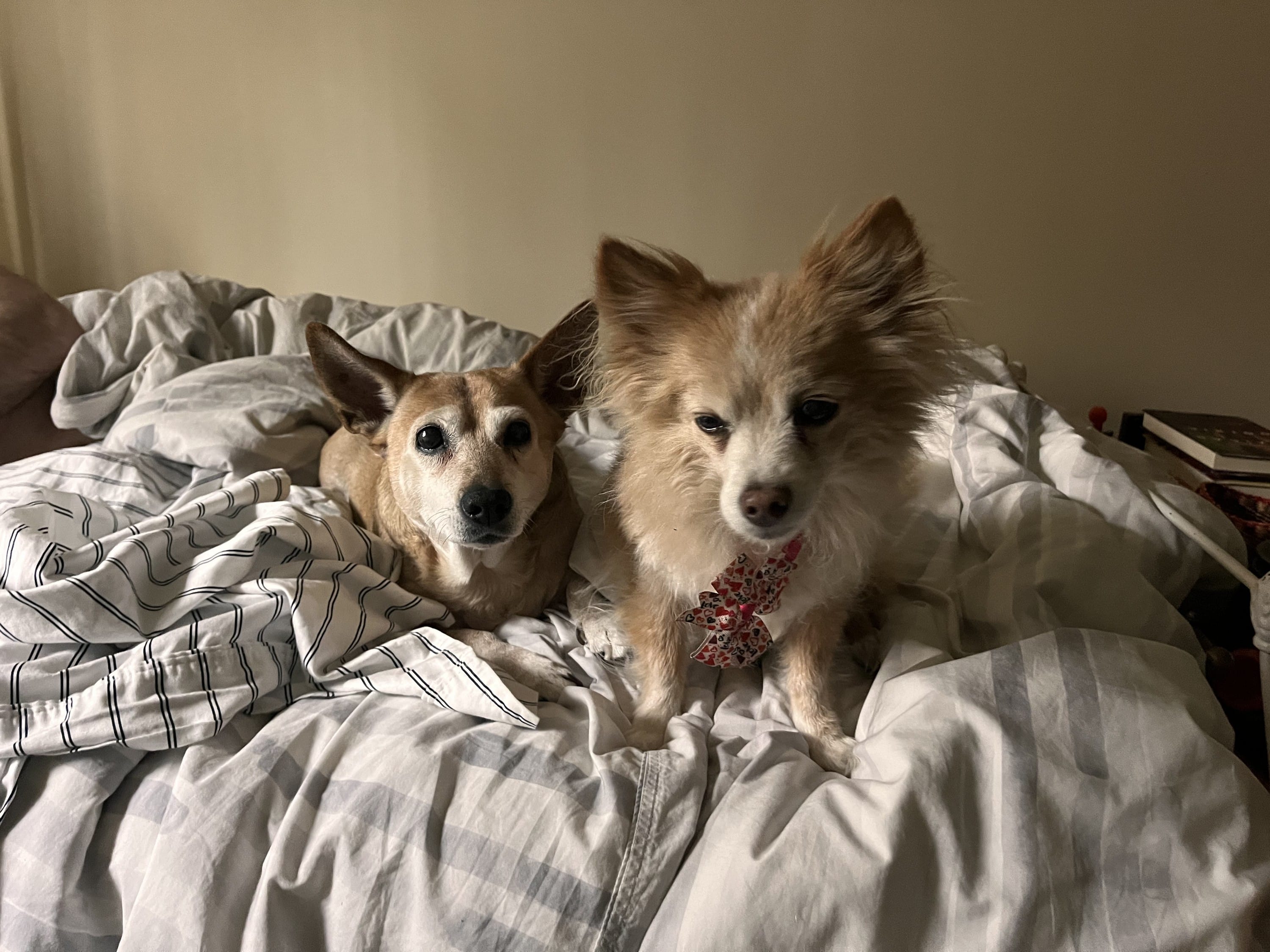 Having two dogs who become related