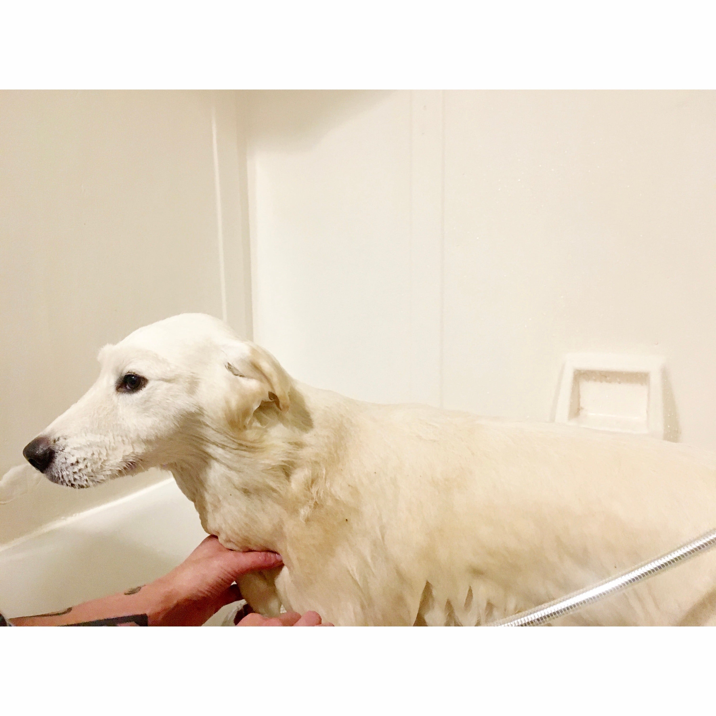 Minimize dog allergies (yours and theirs) by prioritizing grooming, diet, and preventive housekeeping