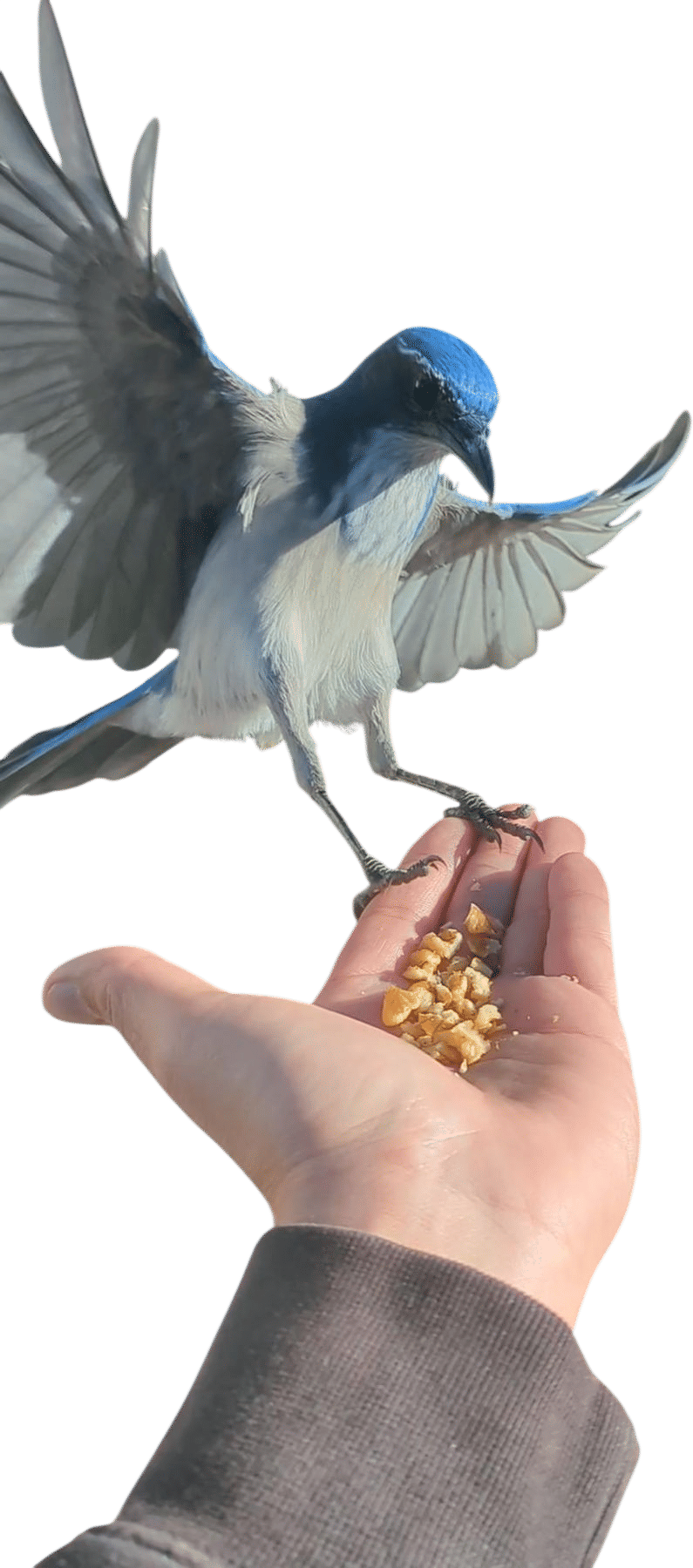 California scrub Jay