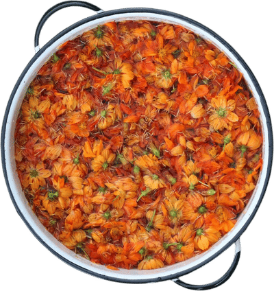 Tango Cosmos Seeds