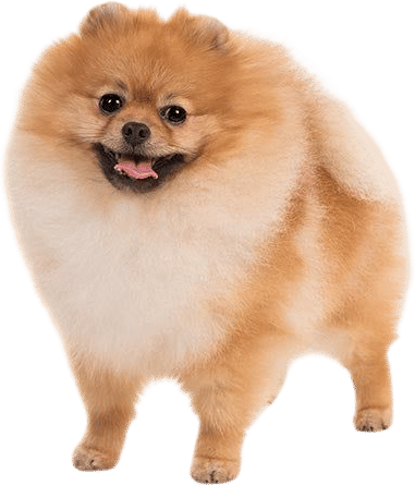 pomeranian