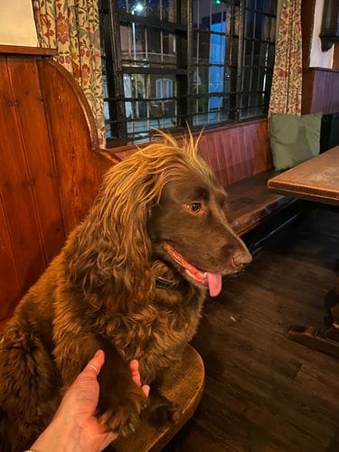Getting to know the neighborhood pub pup