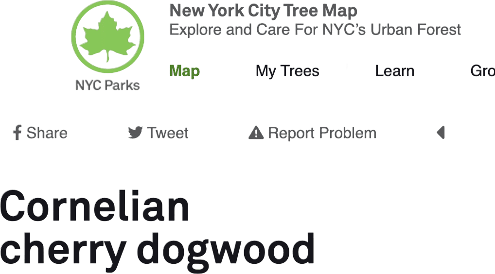 Use This Handy NYC Tree Map