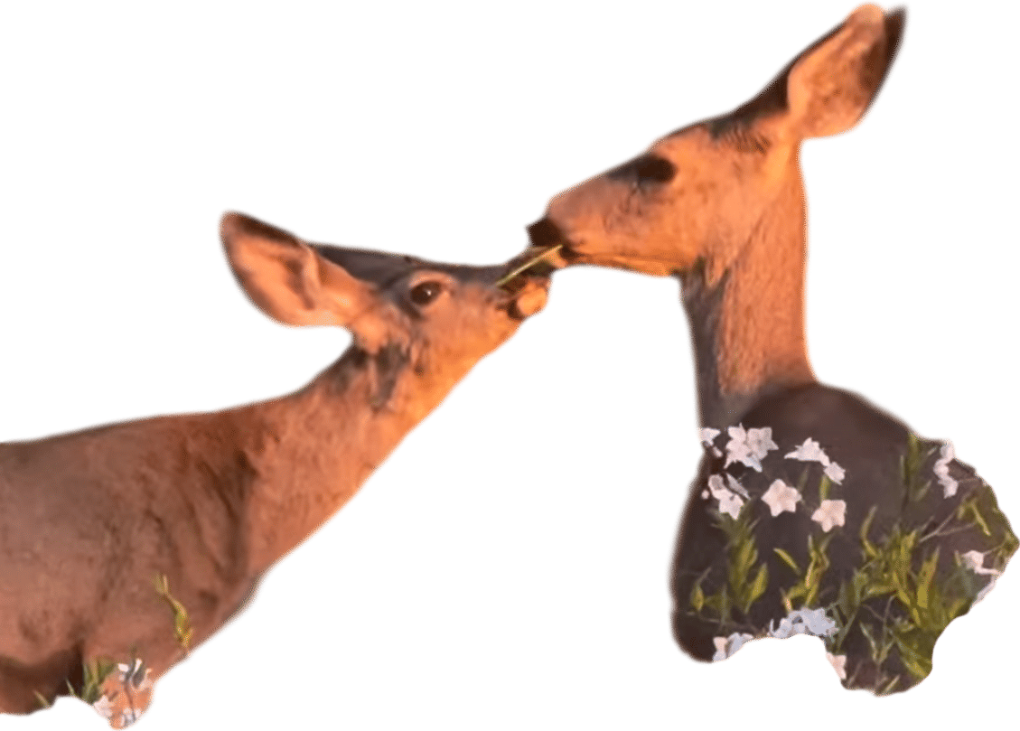 cazzie david's deers