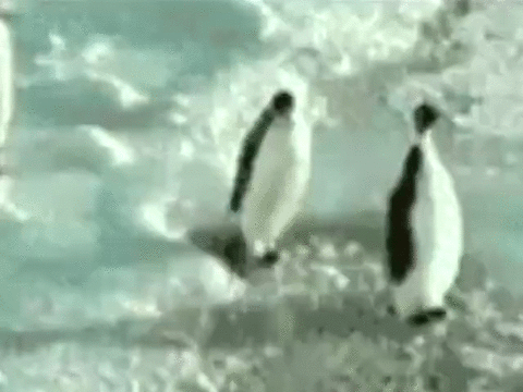 My older sister’s favorite gif