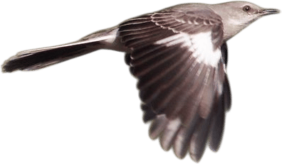 Northern Mockingbird