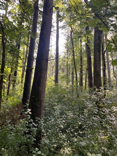 Ice Age Trail - Kettle Moraine Forest