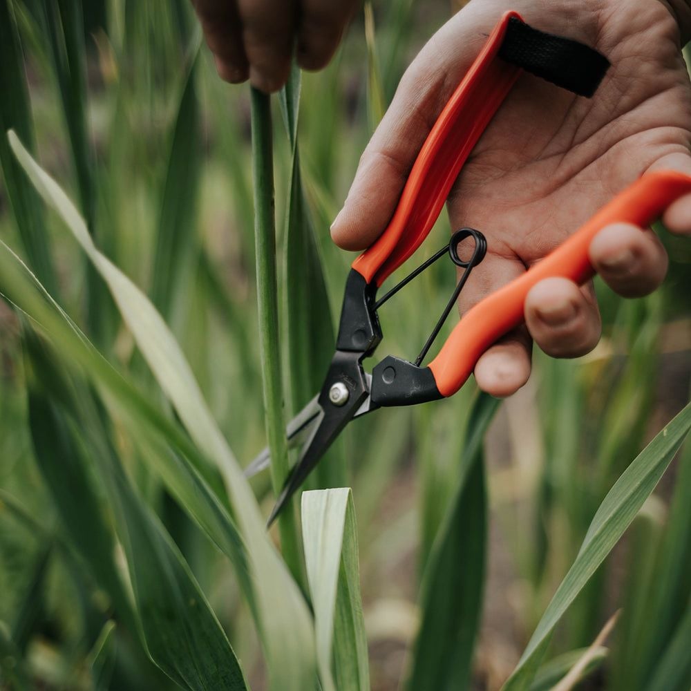 Garden Snips