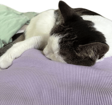 cat on stomach
