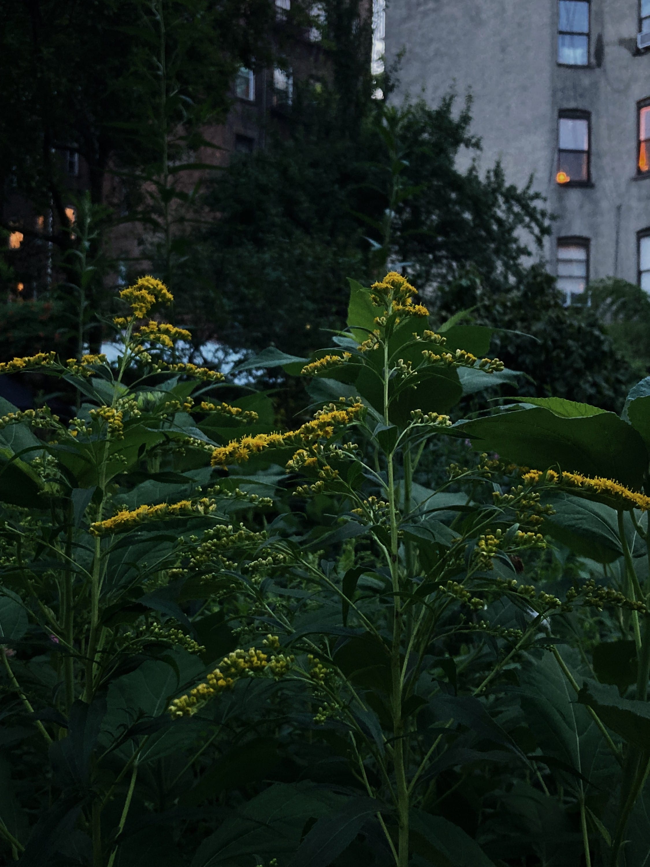 early goldenrod (Solidago juncea)
