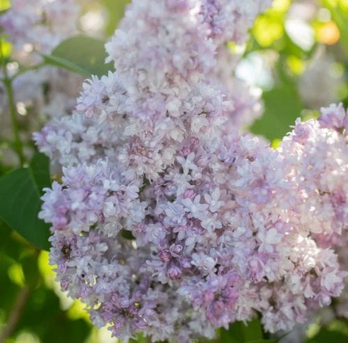shoving your face into a lilac