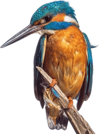 Merlin Bird ID App- by Cornell Lab