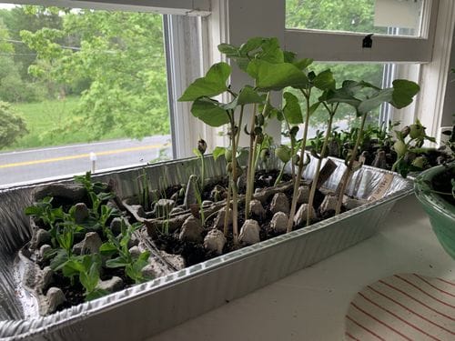 Starting your garden plants from seed