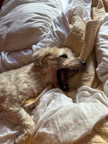 adopting a puppy mill mom