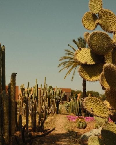 Cactus THIEMANN