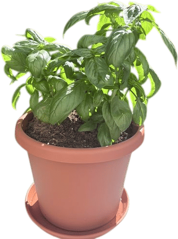 Growing basil