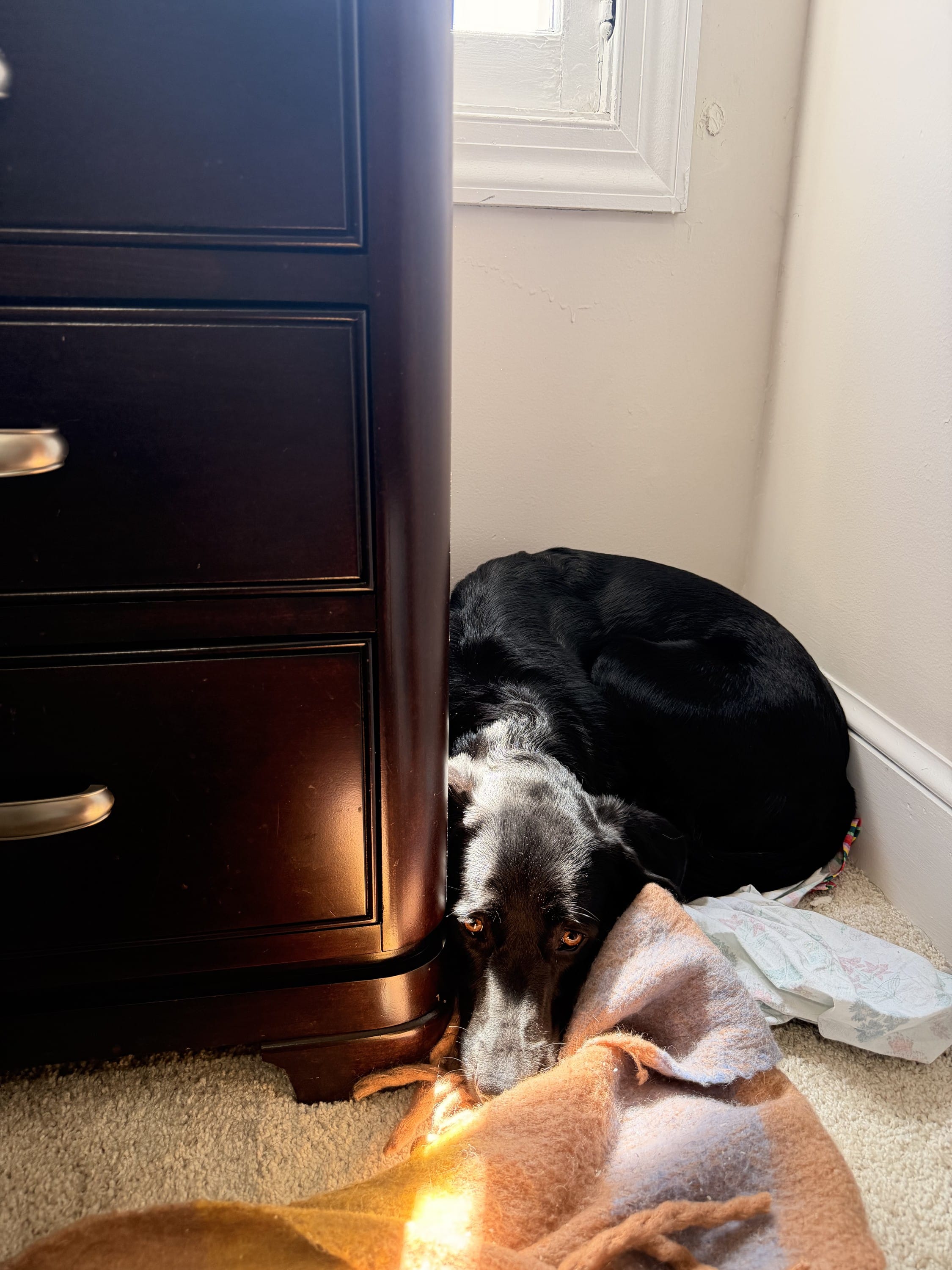 wfh with your pets