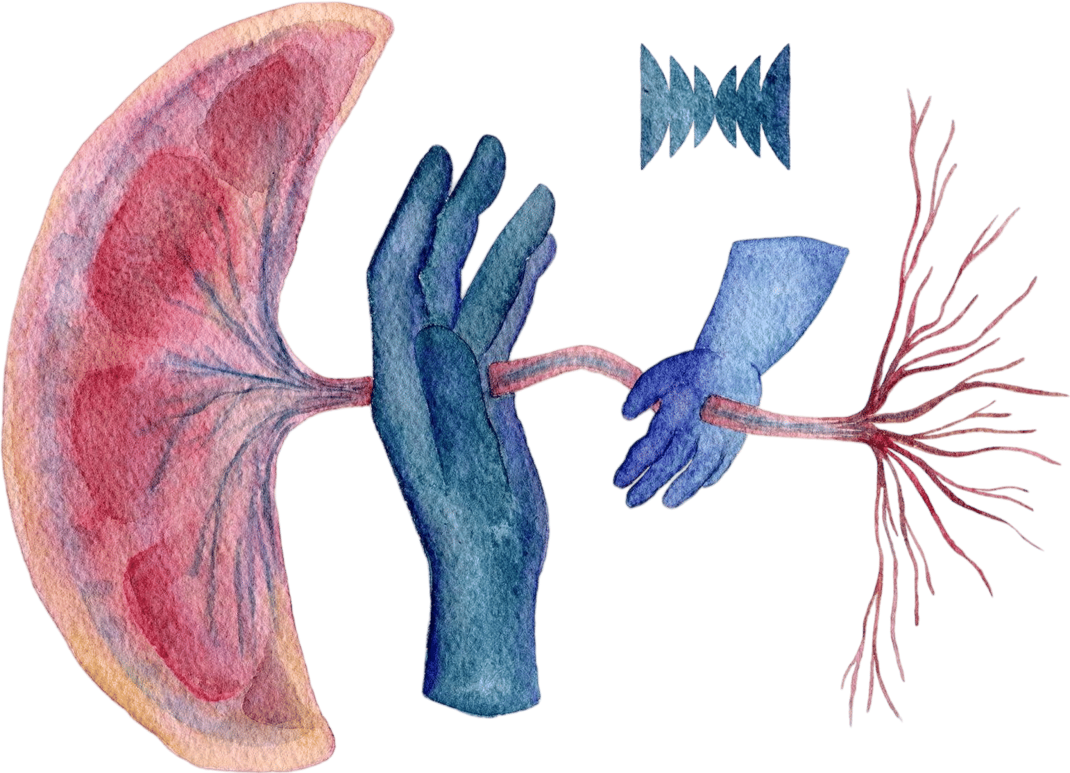 Radiolab "Everybody's Got One" episode about the placenta.