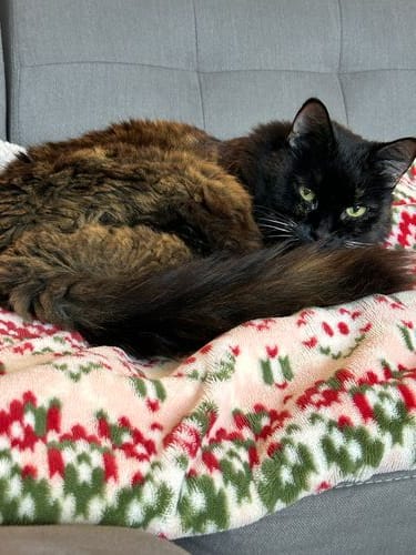 cat cuddles