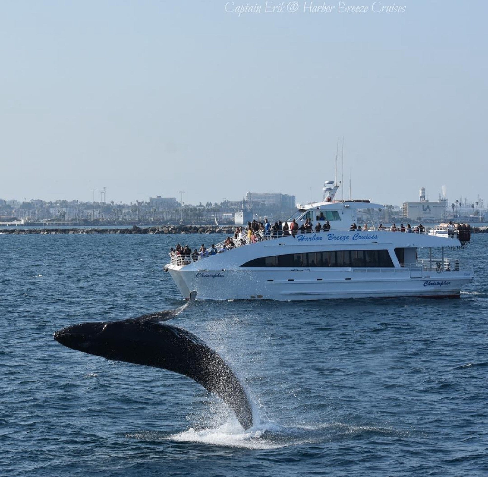 Whale Watching Cruise