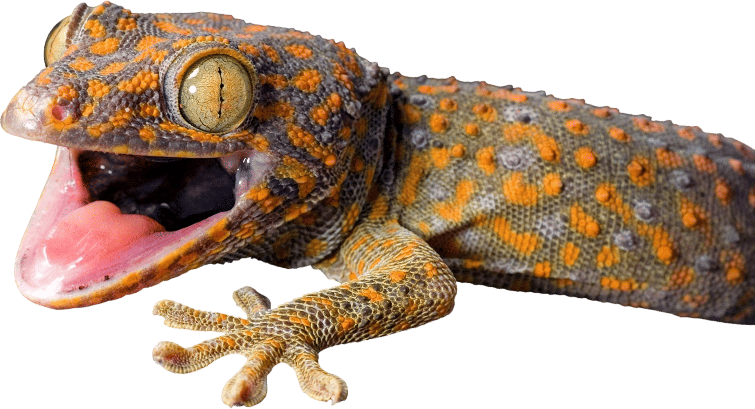 geckos