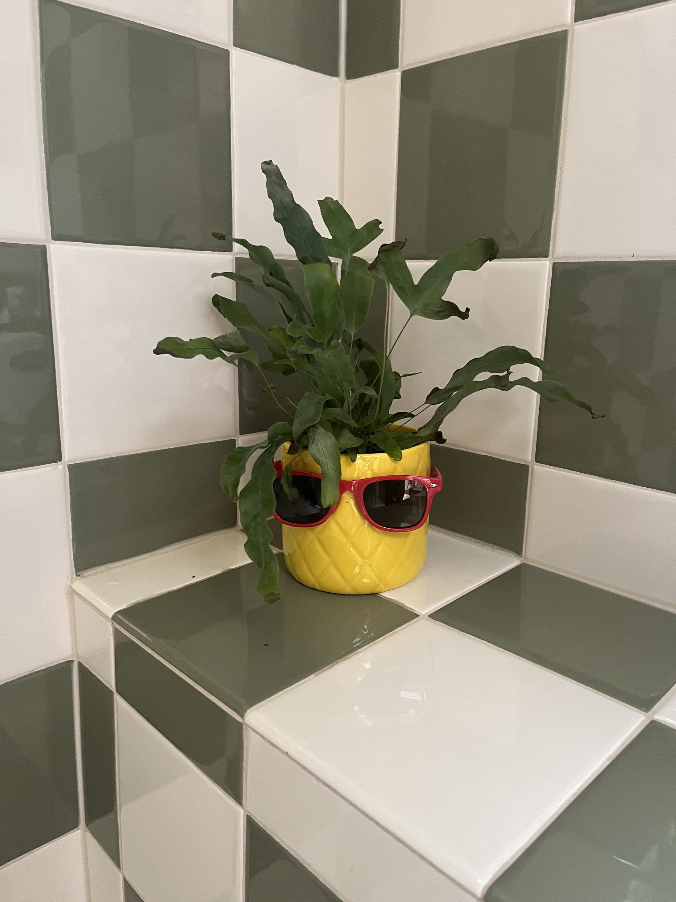 fun plants at Trader Joe's