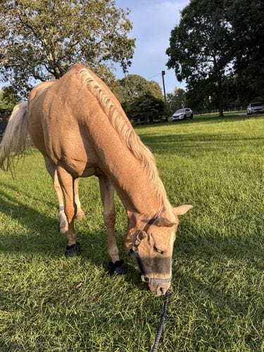give a horse a bath!